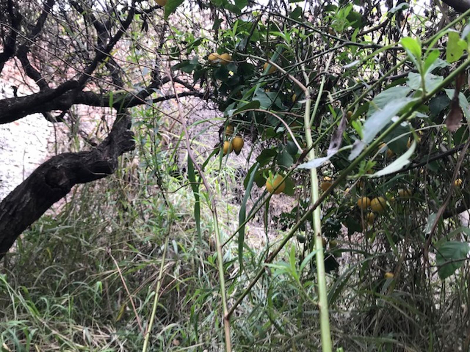Guiffra al 1500- LOTE — foto 6