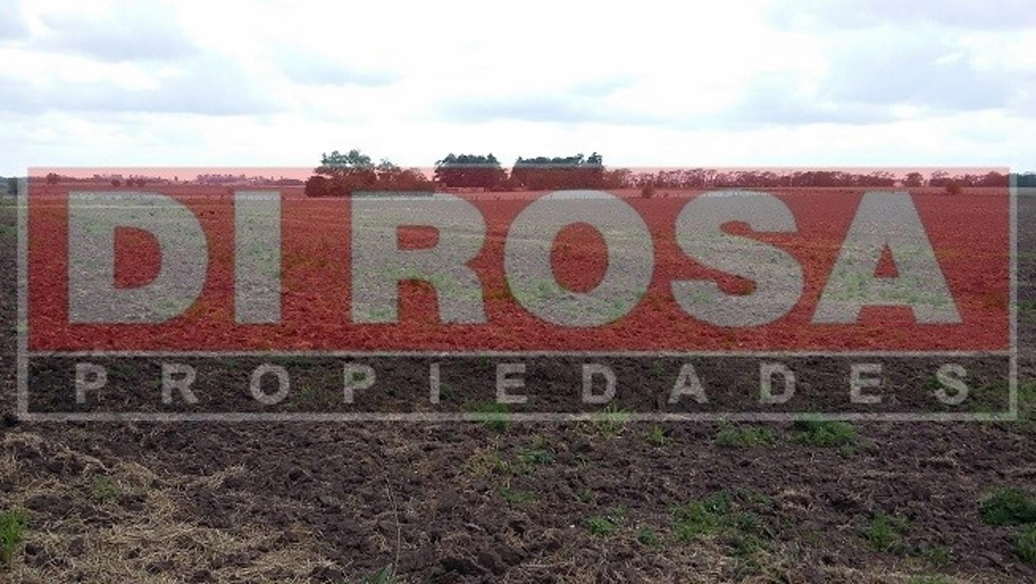 VENTA O ALQUILER CONSULTAR CHACRA A 200 MTS DE RUTA 8 - 90.000 MTS2 - ARRECIFES - MENSURADA Y SUBDIVIDIDA EN 6 MANZANAS. TOTAL 60.000 M2 COMERCIALIZABLES. - 15