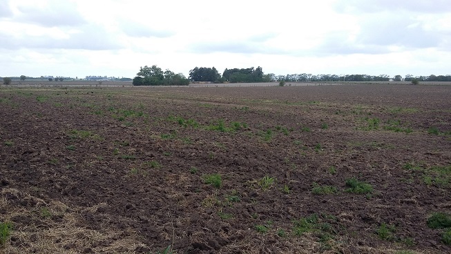 VENTA O ALQUILER CONSULTAR CHACRA A 200 MTS DE RUTA 8 - 90.000 MTS2 - ARRECIFES - MENSURADA Y SUBDIVIDIDA EN 6 MANZANAS. TOTAL 60.000 M2 COMERCIALIZABLES. - 9
