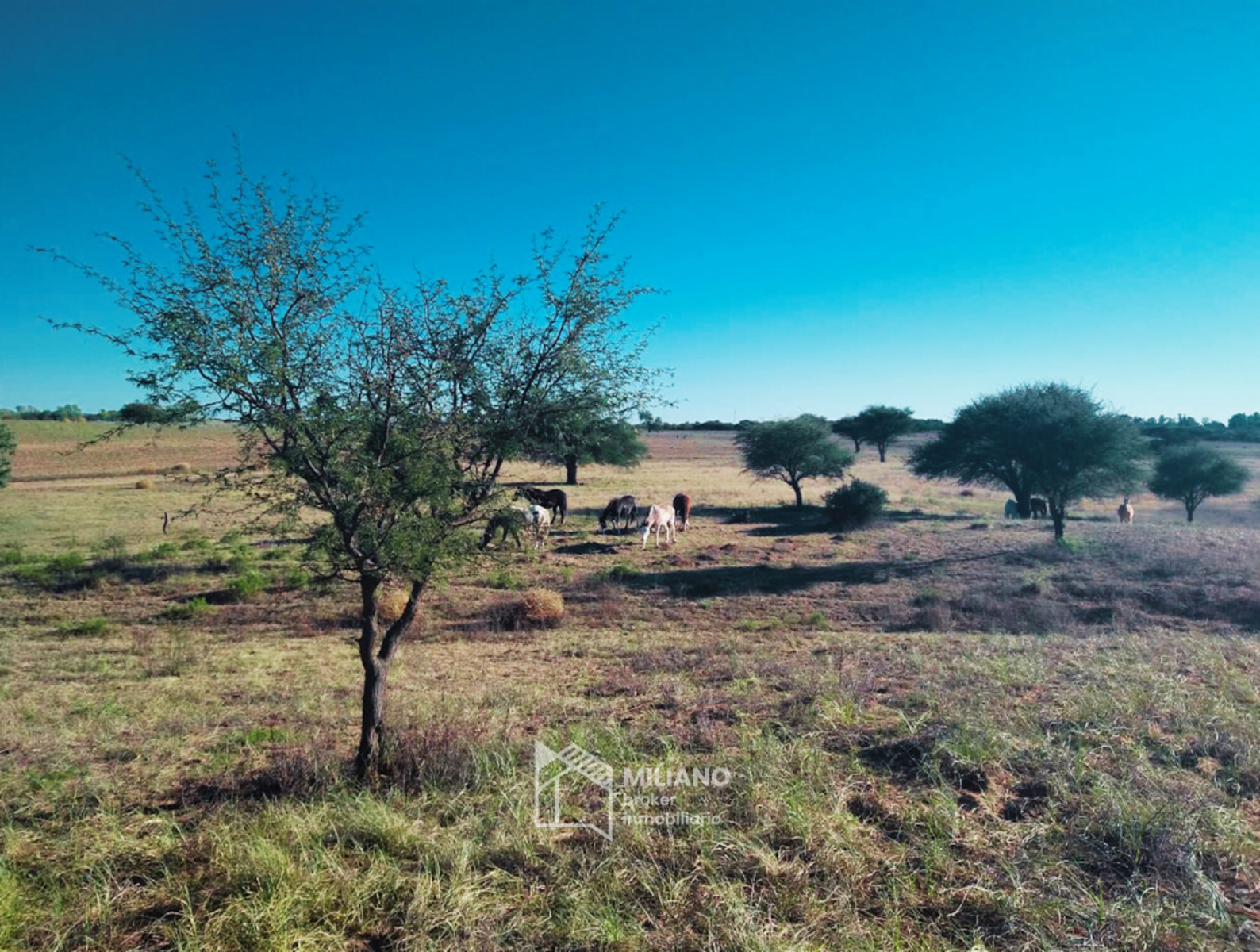 Chacra - 65 ha RP 10 e Ingreso - Victorica - La Pampa - 11