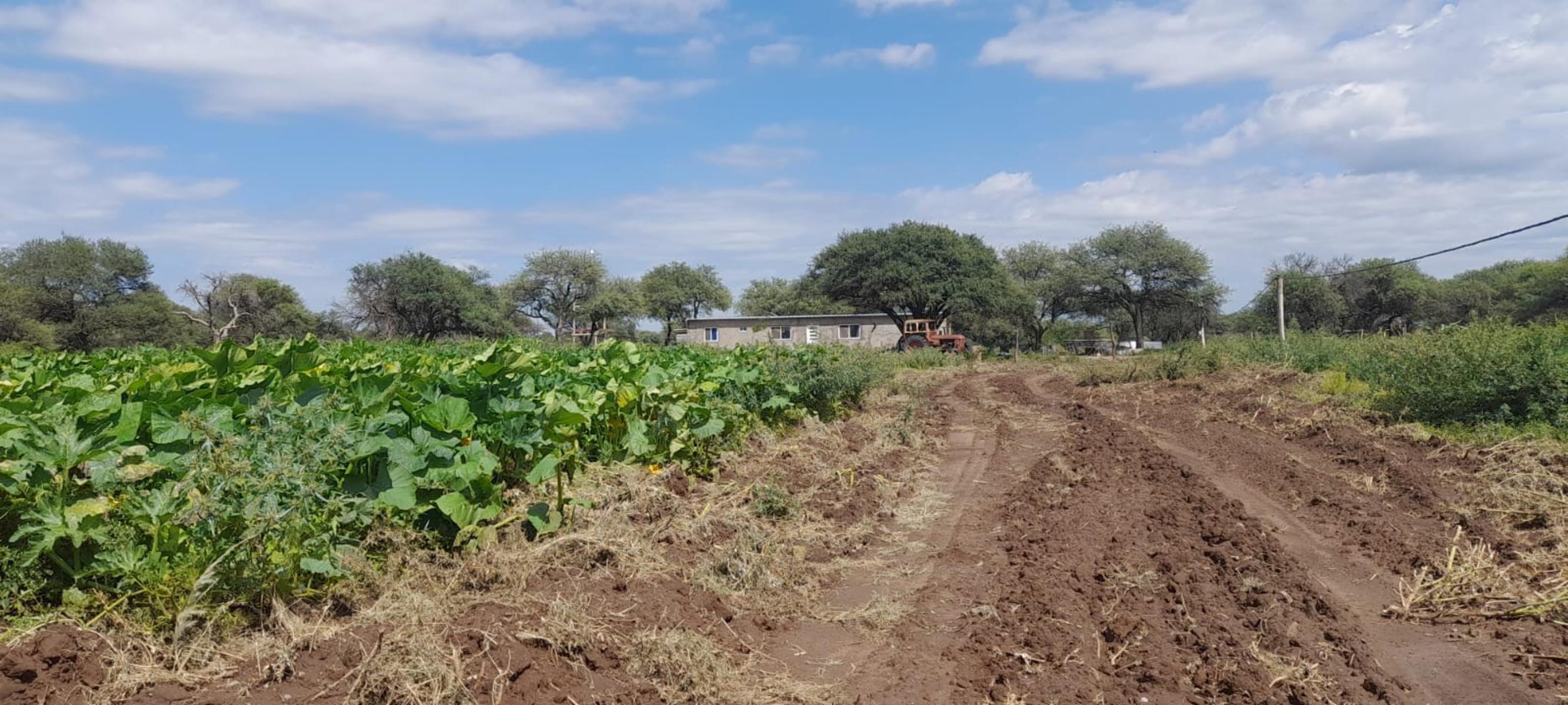 VENTA CAMPO EN PARAJE LOS LOBOS - 6
