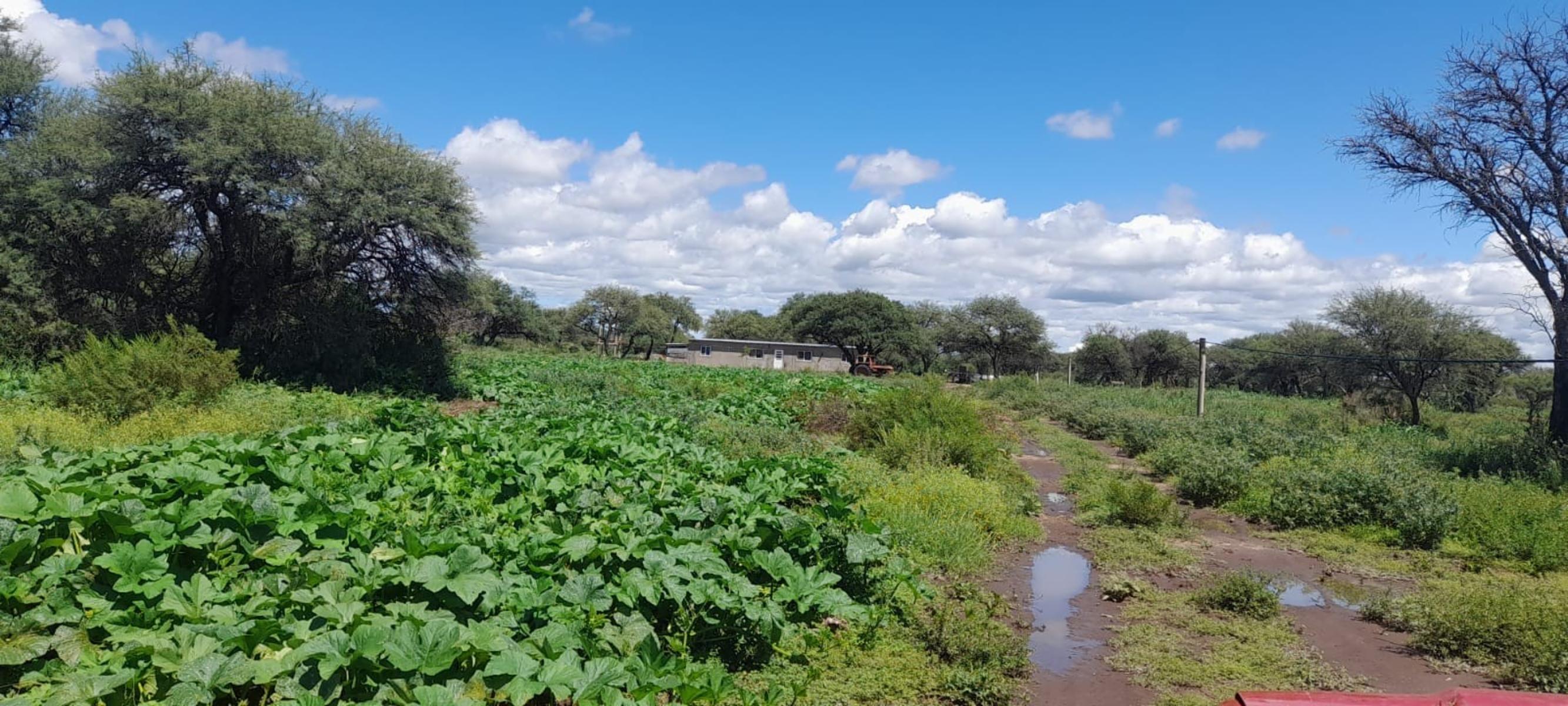 VENTA CAMPO EN PARAJE LOS LOBOS - 8