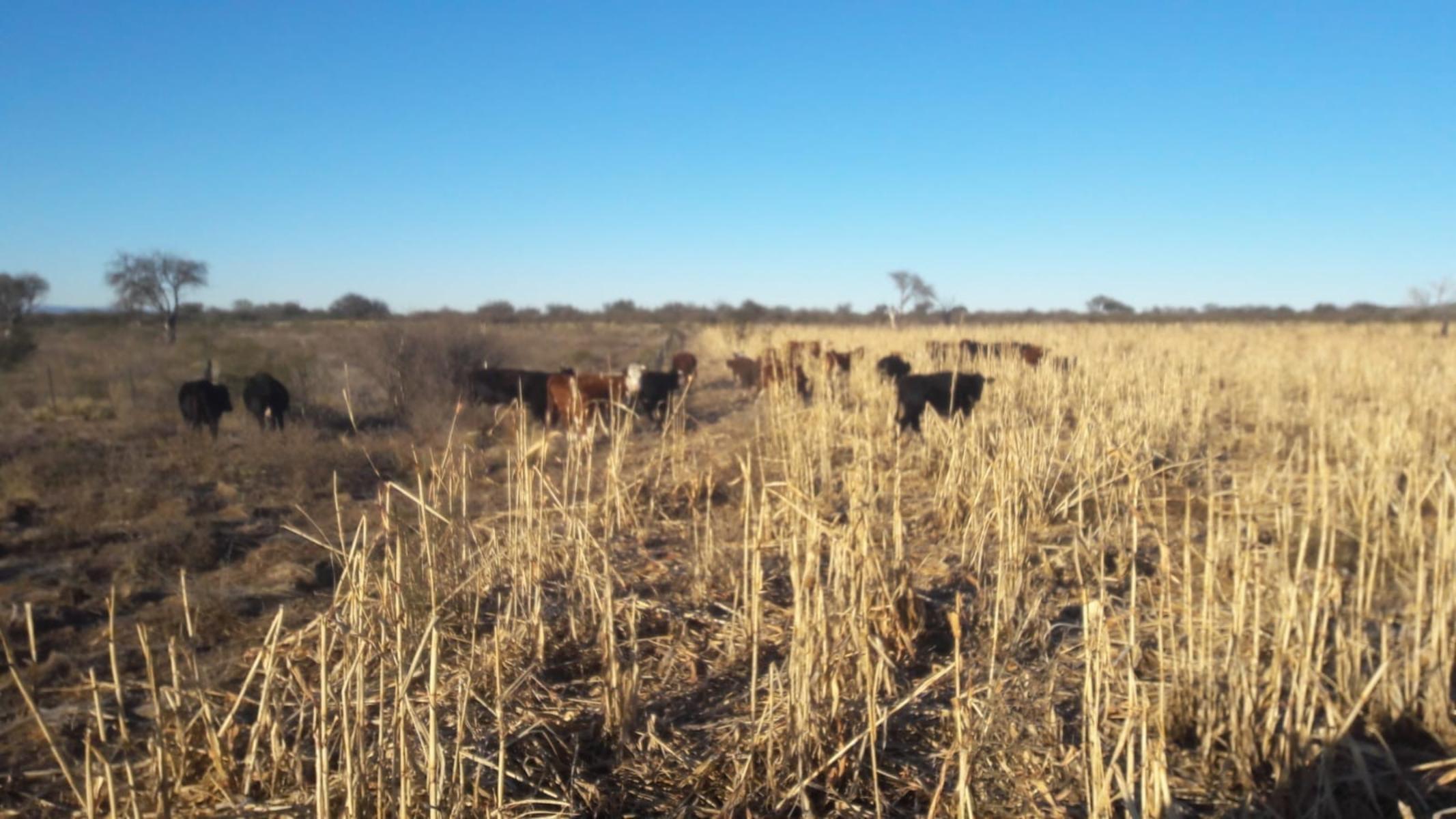 VENTA CAMPO EN PARAJE LOS LOBOS - 13