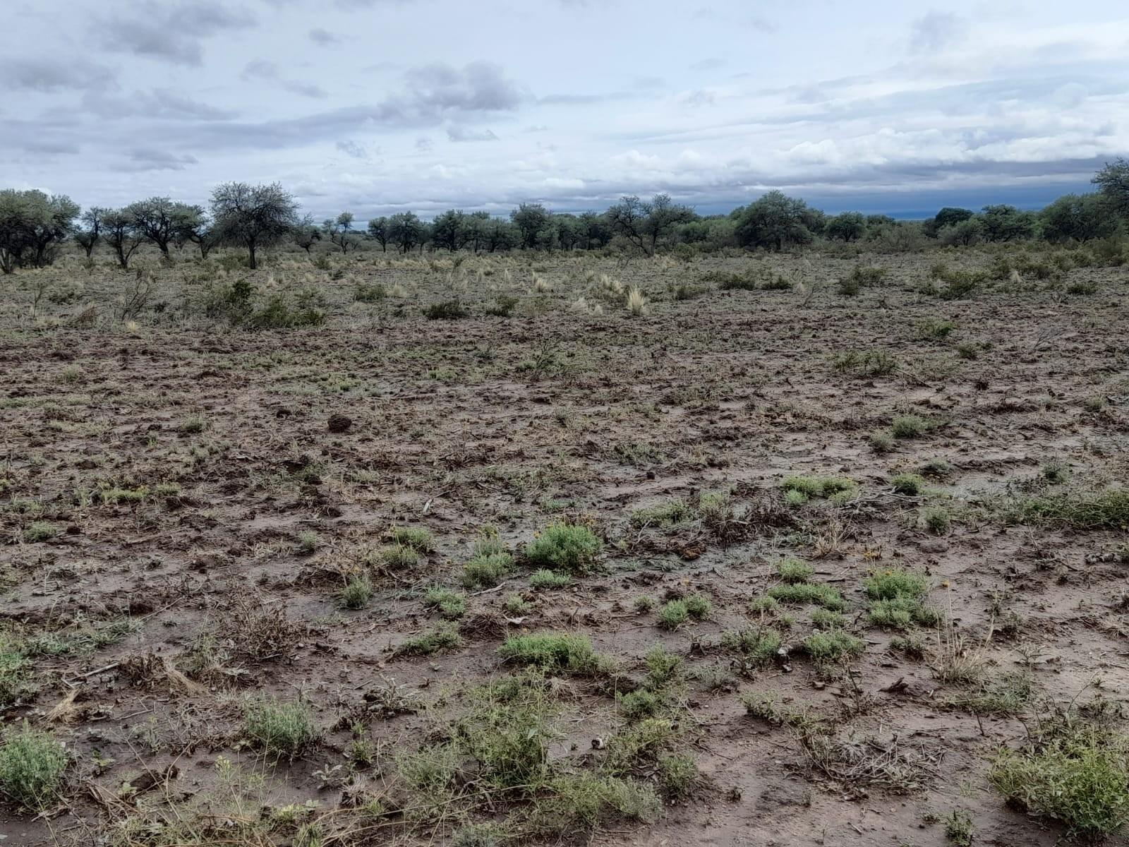 VENTA CAMPO EN PARAJE LOS LOBOS - 14