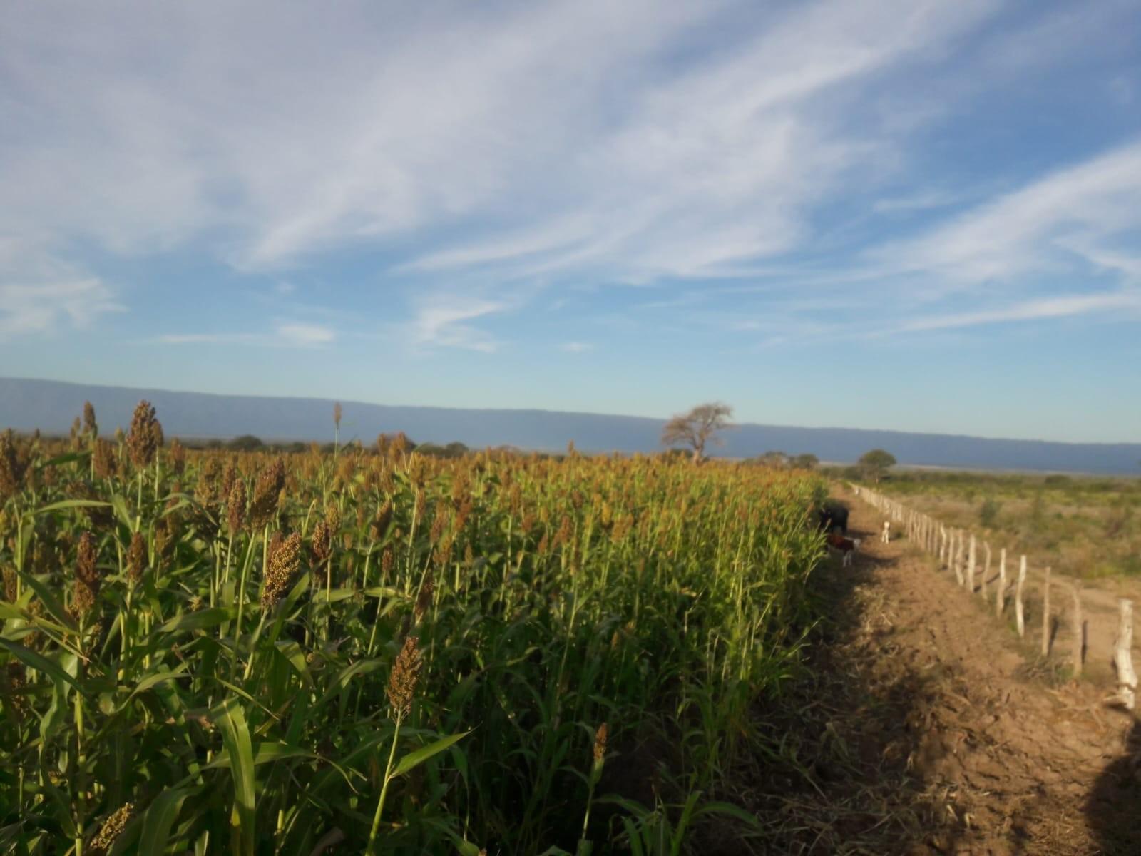 VENTA CAMPO EN PARAJE LOS LOBOS - 16
