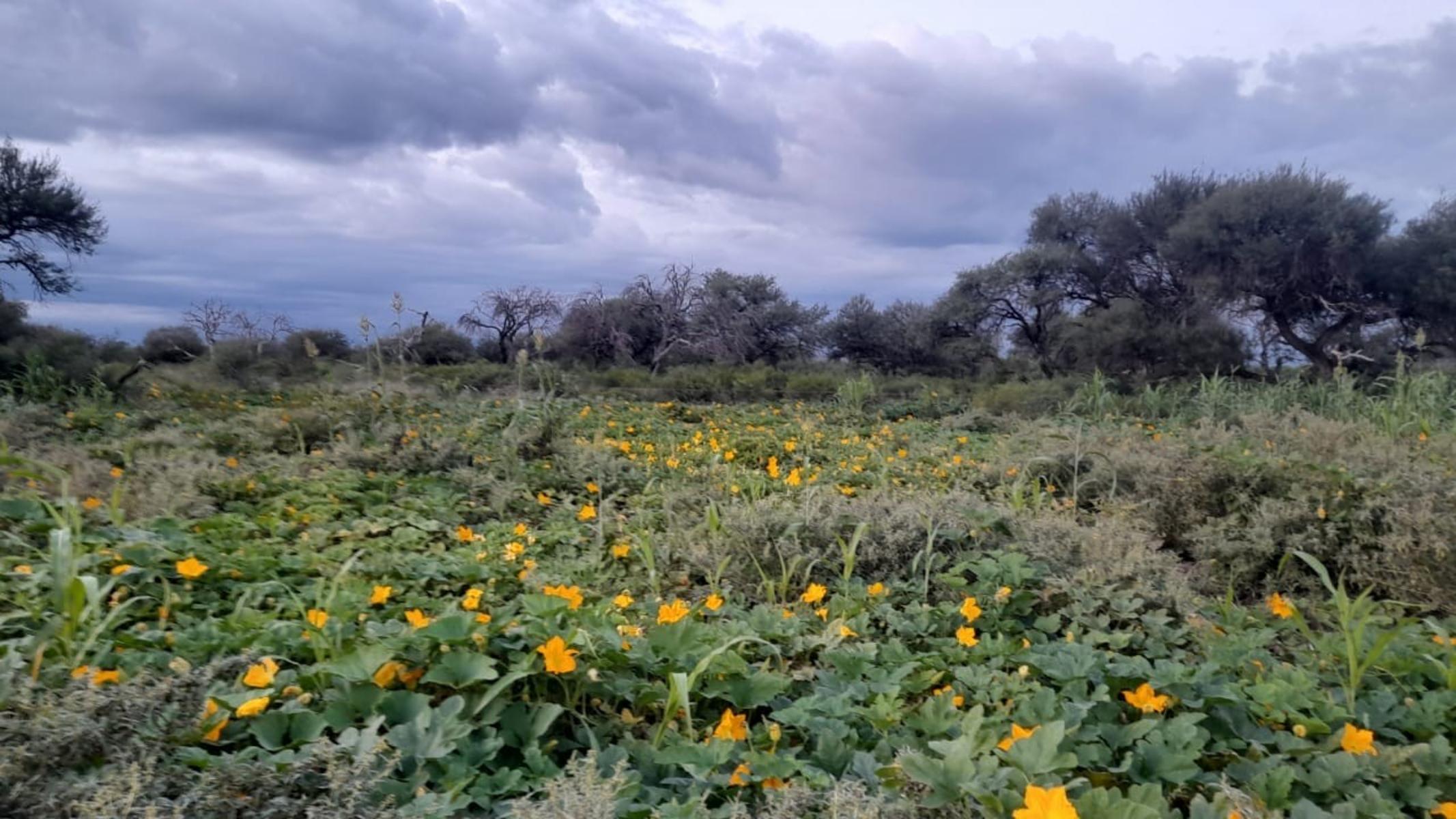 VENTA CAMPO EN PARAJE LOS LOBOS - 17