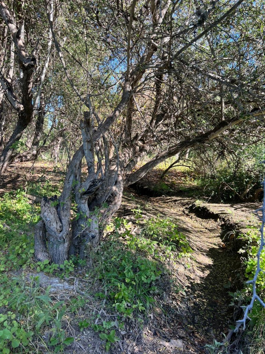 ¡OPORTUNIDAD ÃNICA, RETASADO - CHACRA EN VENTA EN SANTA ROSA DEL VALLE DEL CONLARA, SAN LUIS - 3