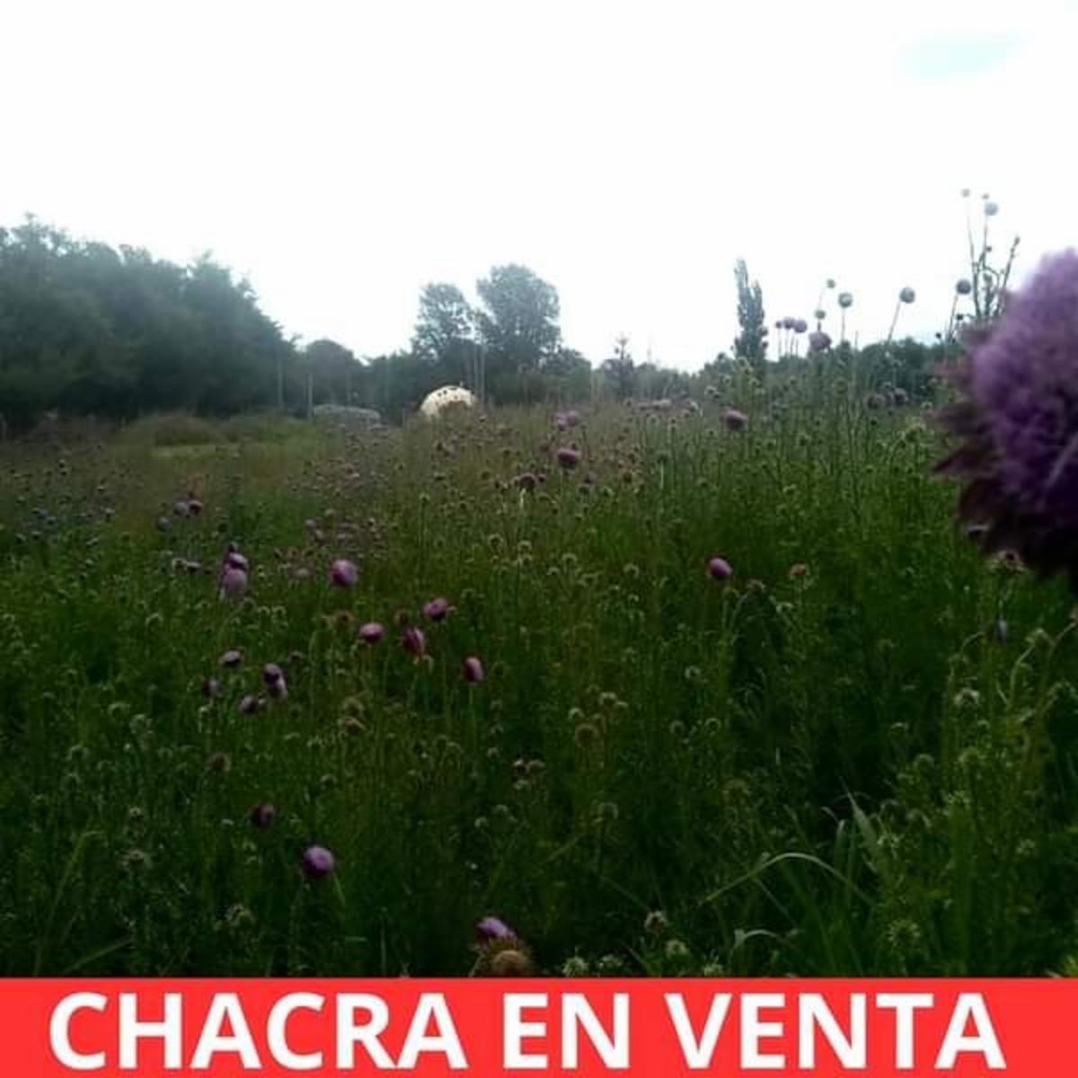 CHACRA EN VENTA EN SANTA ROSA DEL VALLE DEL CONLARA, SAN LUIS - 6