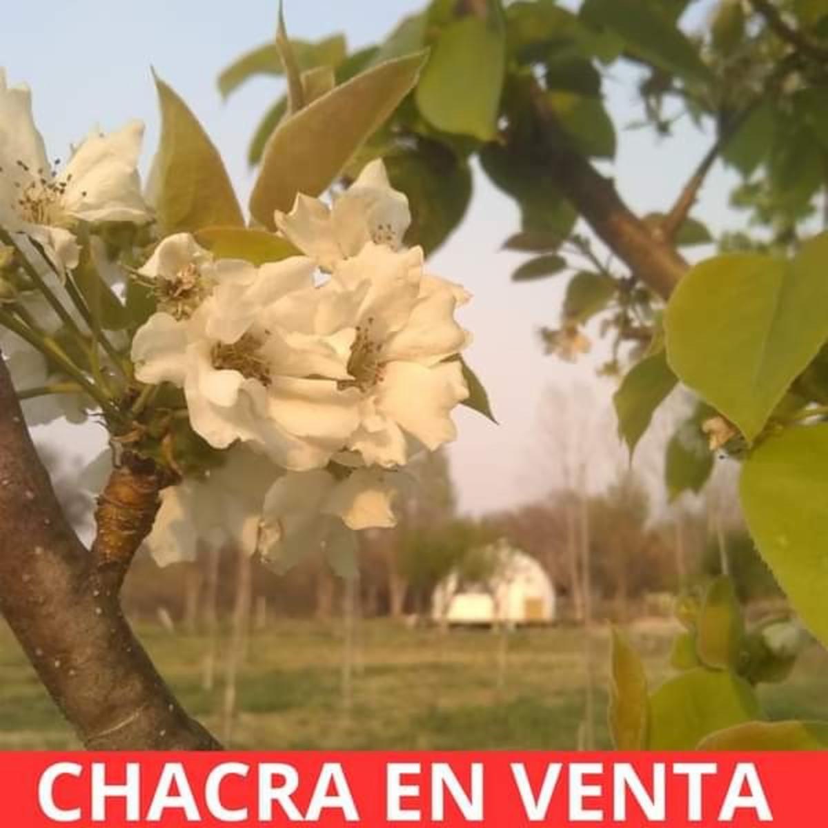 CHACRA EN VENTA EN SANTA ROSA DEL VALLE DEL CONLARA, SAN LUIS - 10