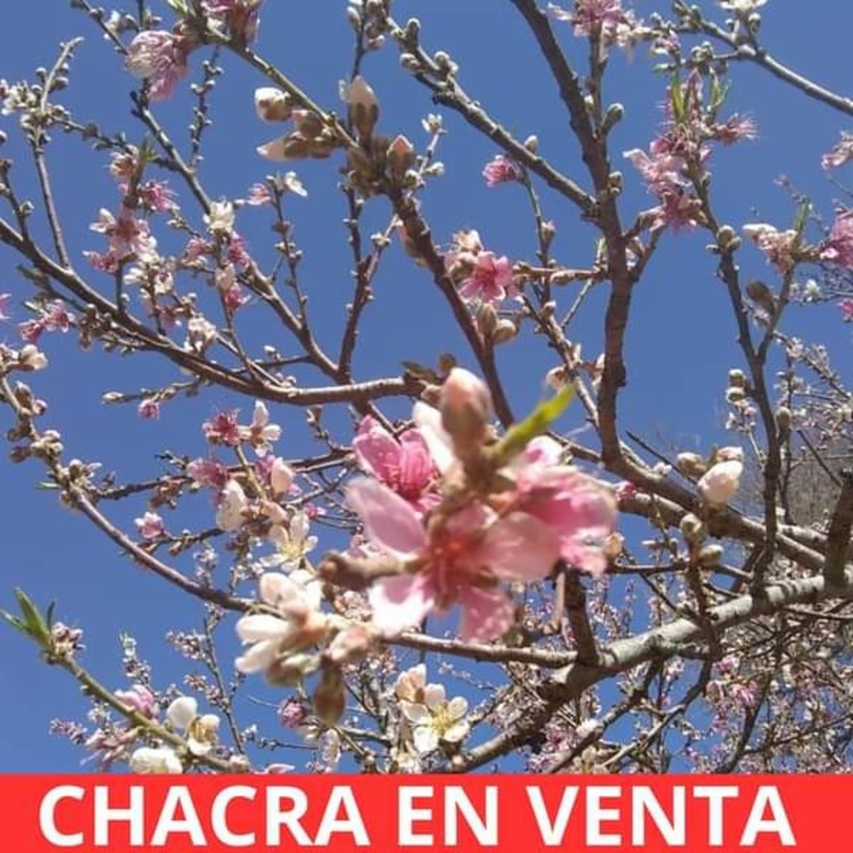 CHACRA EN VENTA EN SANTA ROSA DEL VALLE DEL CONLARA, SAN LUIS - 14