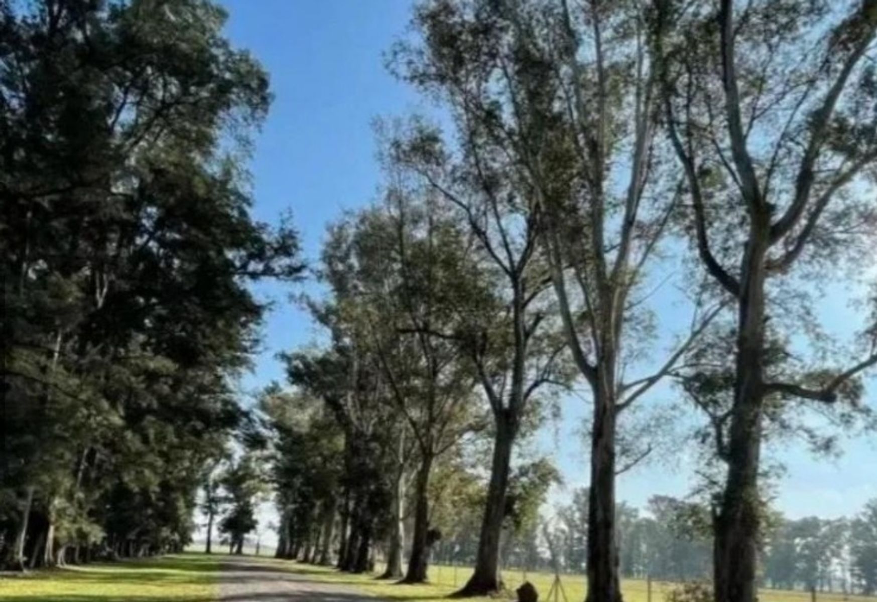 VENTA DE LOTE EN GRAL RODRIGUEZ LOS TRES PINOS - 6