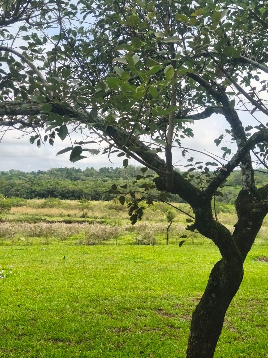 Venta de Campo de 25 Hectáreas en San José, Misiones Con Casa y Arroyo - 7