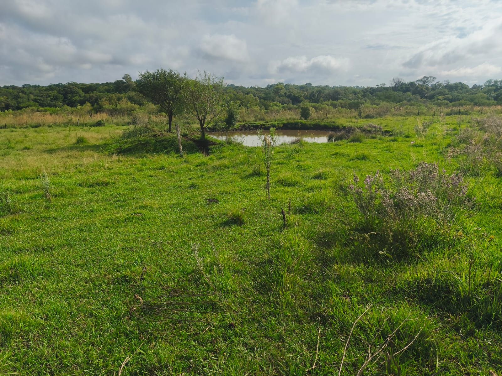 Venta de Campo de 25 Hectáreas en San José, Misiones Con Casa y Arroyo - 10