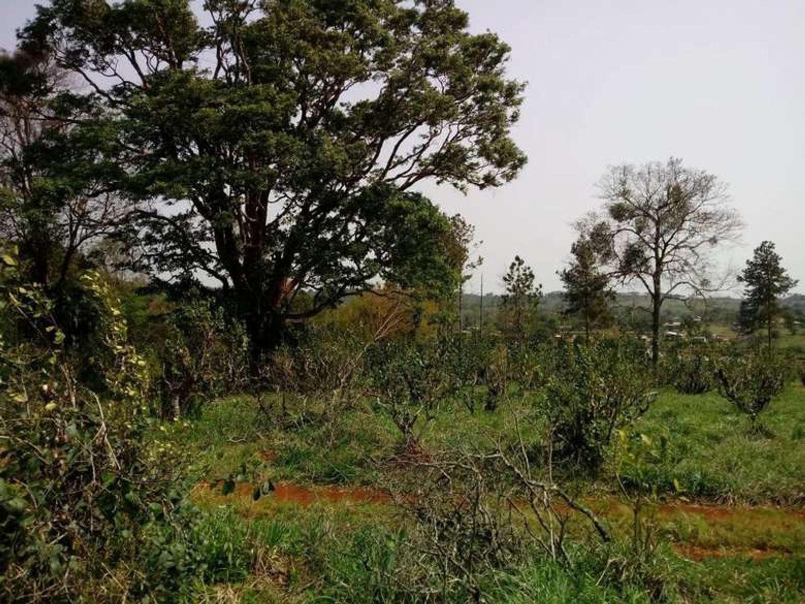 Lote 12 en esquina: más espacio, naturaleza y una vista privilegiada - 5