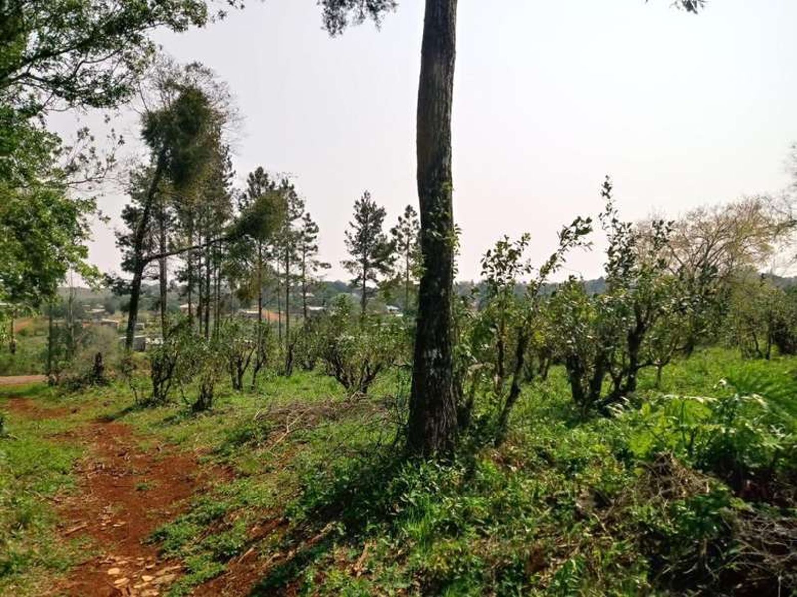 Lote 12 en esquina: más espacio, naturaleza y una vista privilegiada - 6