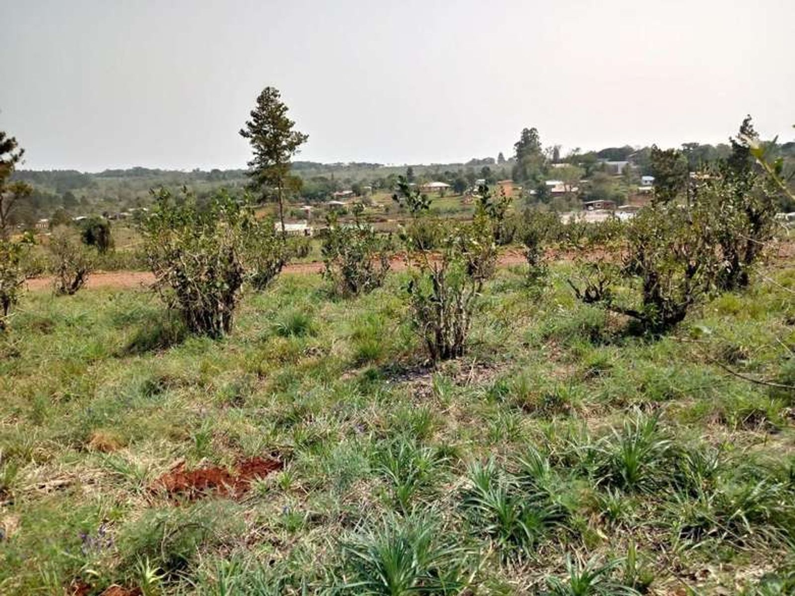 Lote 12 en esquina: más espacio, naturaleza y una vista privilegiada - 9