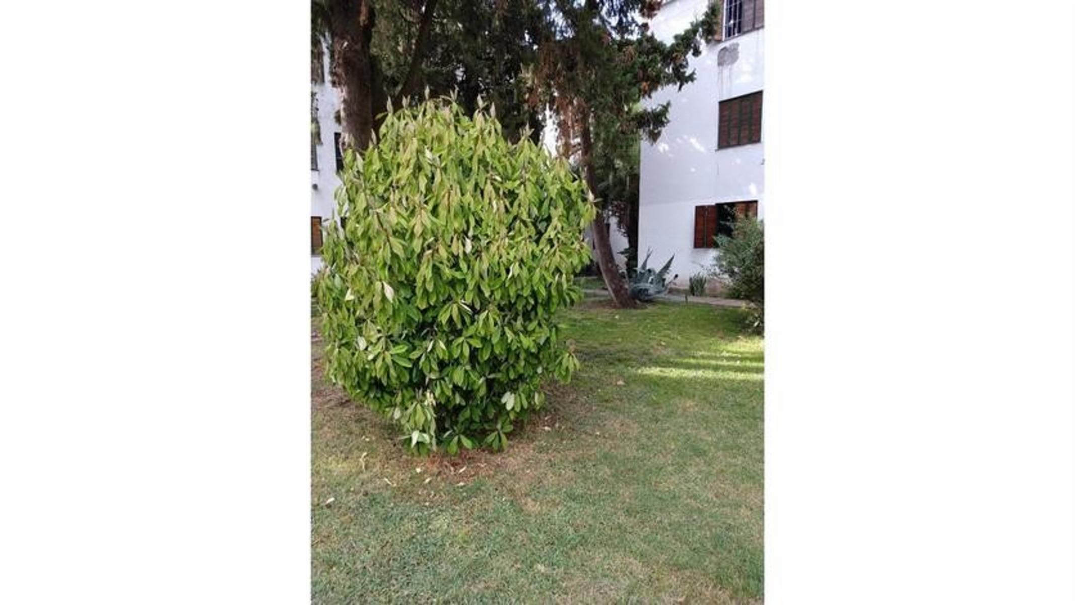 AMPLIO DEPTO 3 AMBIENTES EN PLANTA BAJA. APTO CRÉDITO — foto 10