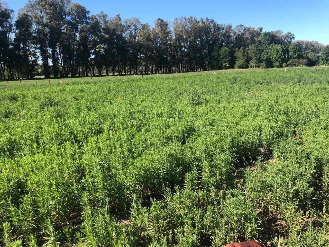 Terreno en Venta en San Andres De Giles - Barrio Cerrado — foto 4