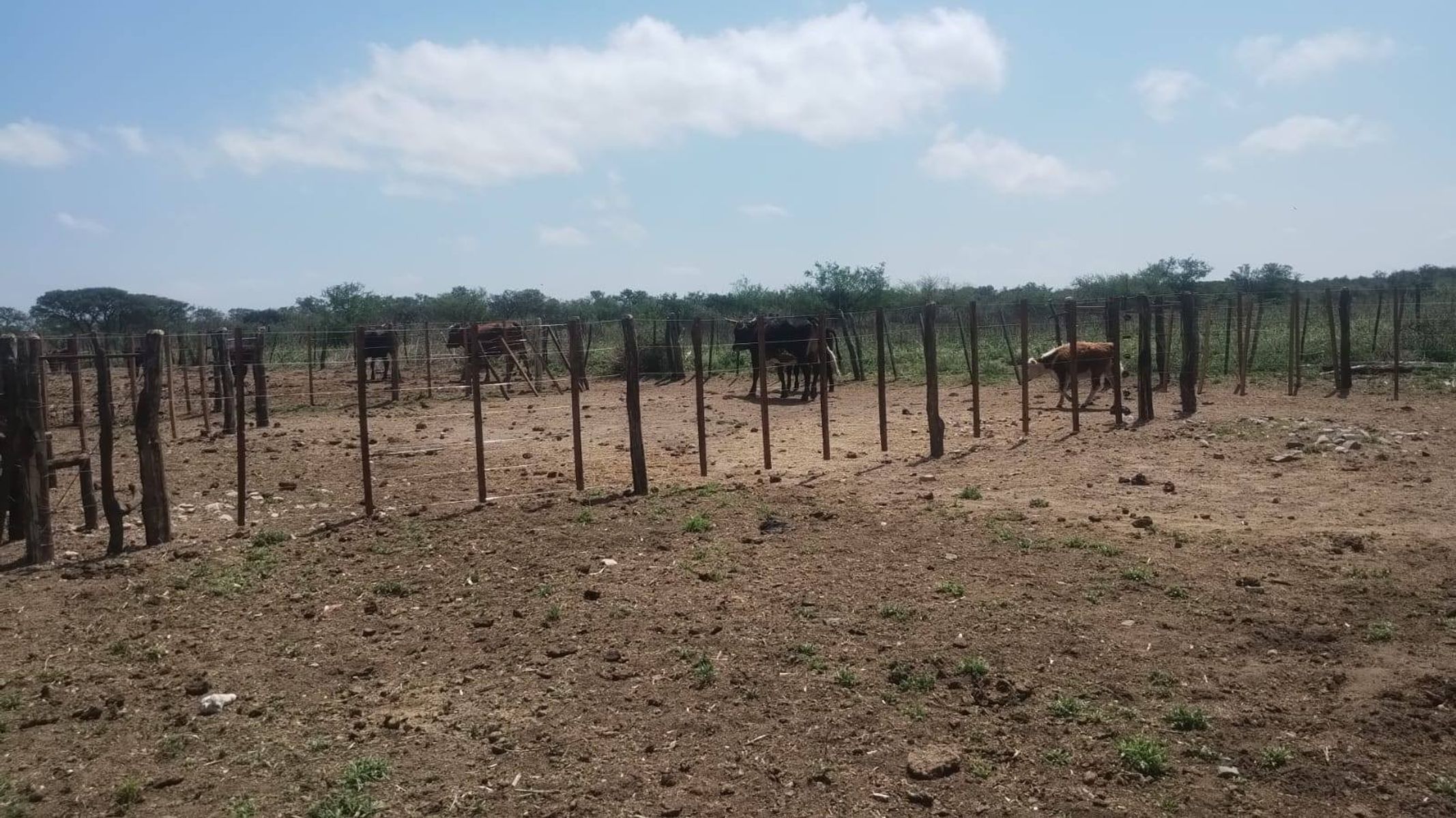 Venta Campo Mixto 700Has. en San Francisco del Chañar U$S550.000. - 6