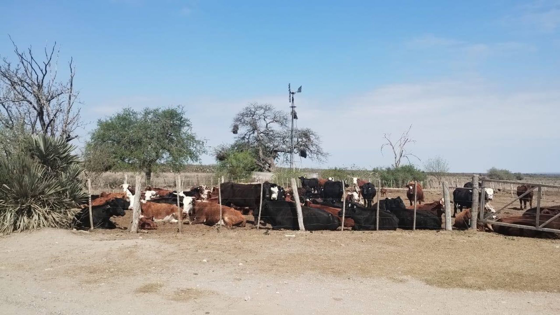 Venta Campo Mixto 700Has. en San Francisco del Chañar U$S550.000. - 7