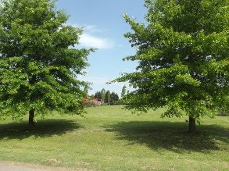 Lote en Country Los Alamos, Ibarlucea — foto 9