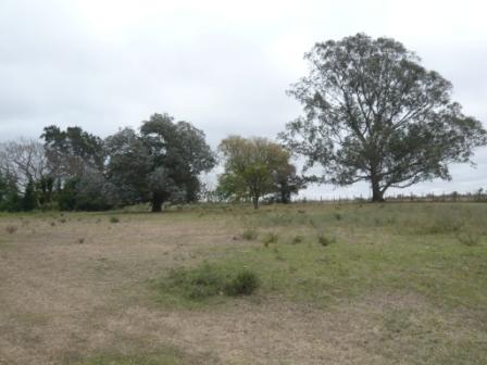 Campo en Victoria, 2 hectareas. Con 2 casas a refaccionar y galpon - 4