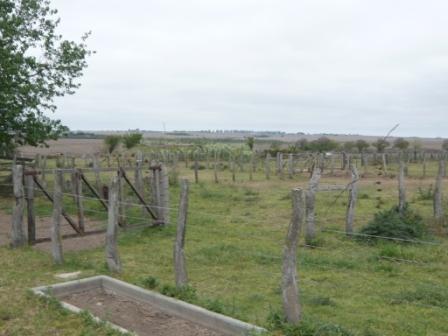 Campo en Victoria, 2 hectareas. Con 2 casas a refaccionar y galpon - 5
