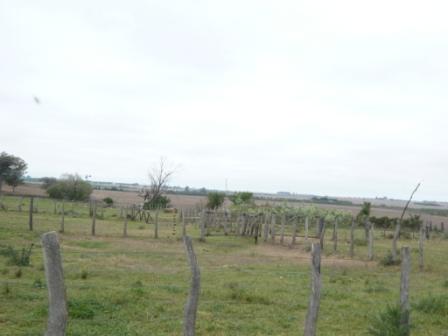 Campo en Victoria, 2 hectareas. Con 2 casas a refaccionar y galpon - 8