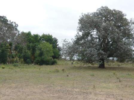 Campo en Victoria, 2 hectareas. Con 2 casas a refaccionar y galpon - 24