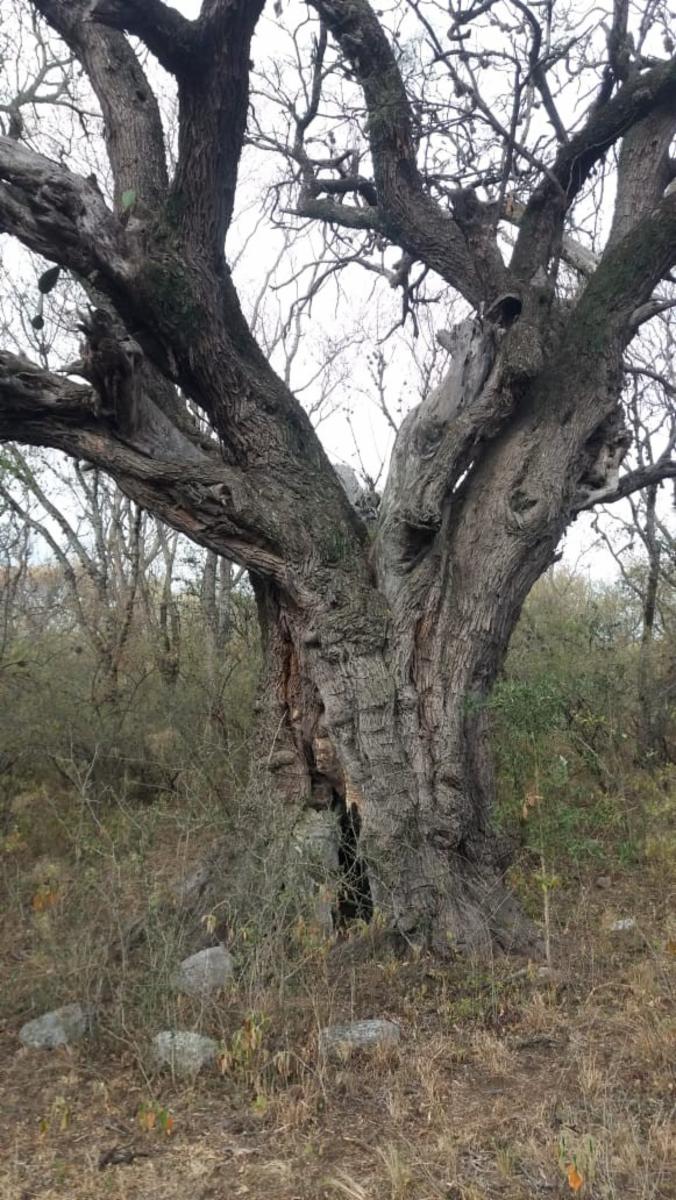 Campo 47 Has. frente al Algarrobo Abuelo Merlo San Luis - 13