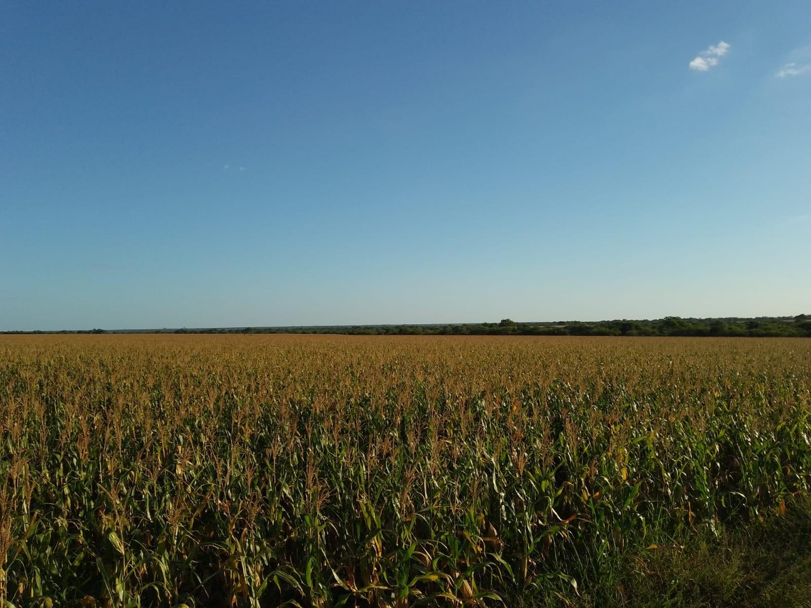 CAMPO MIXTO FEDERAL E.R. 1.450 HA CON 340 HA AGRÍCOLAS U$S2.800/HA - 1