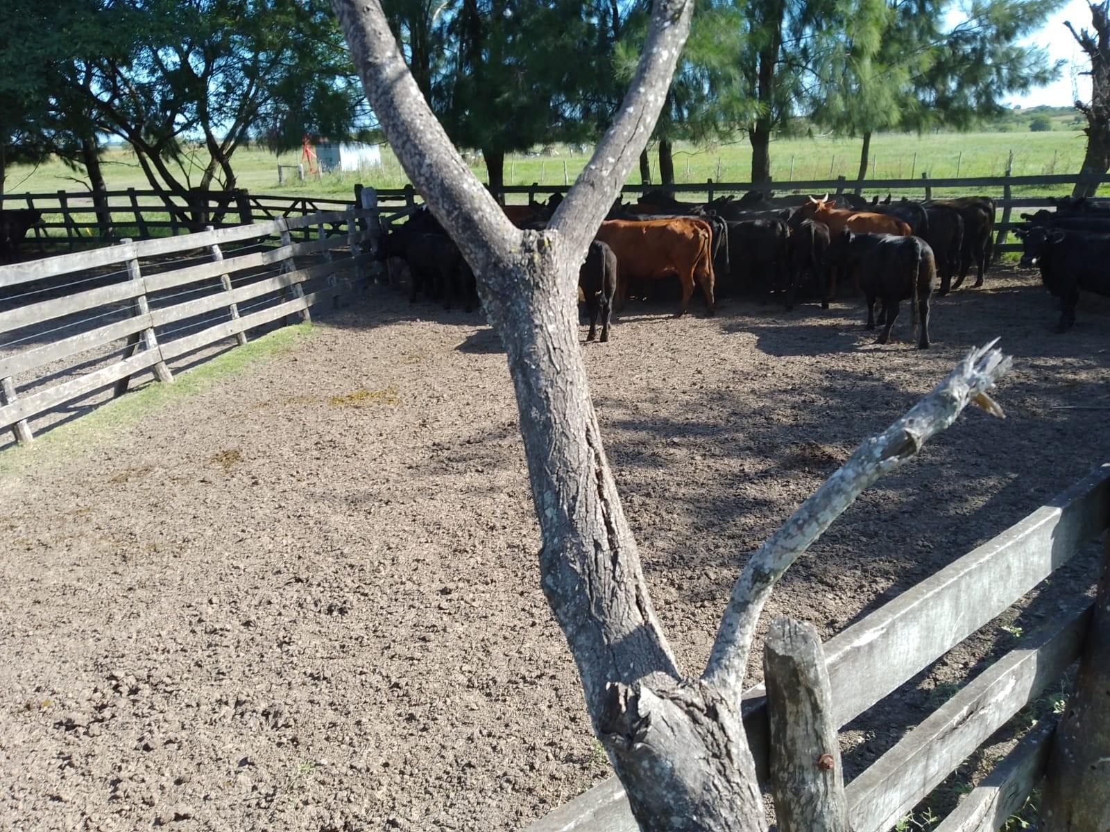 CAMPO MIXTO FEDERAL E.R. 1.450 HA CON 340 HA AGRÍCOLAS U$S2.800/HA - 3
