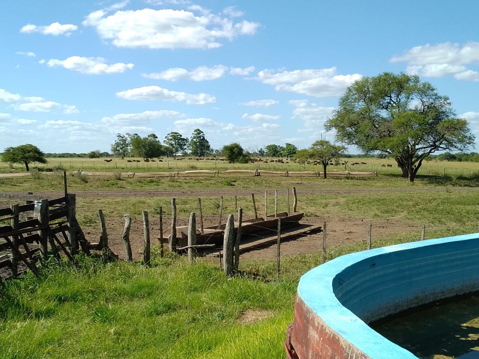 CAMPO MIXTO FEDERAL E.R. 1.450 HA CON 340 HA AGRÍCOLAS U$S2.800/HA - 4