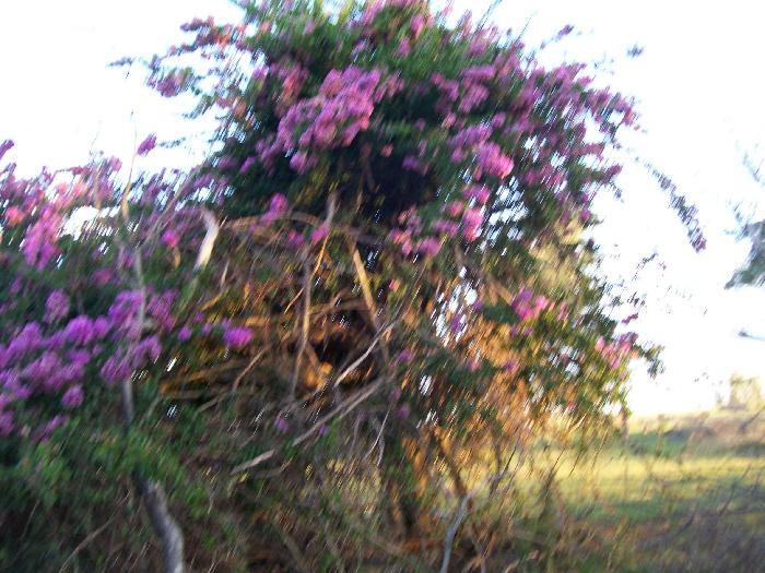 Campo en Venta en Colón, Colón, Entre Ríos - 3