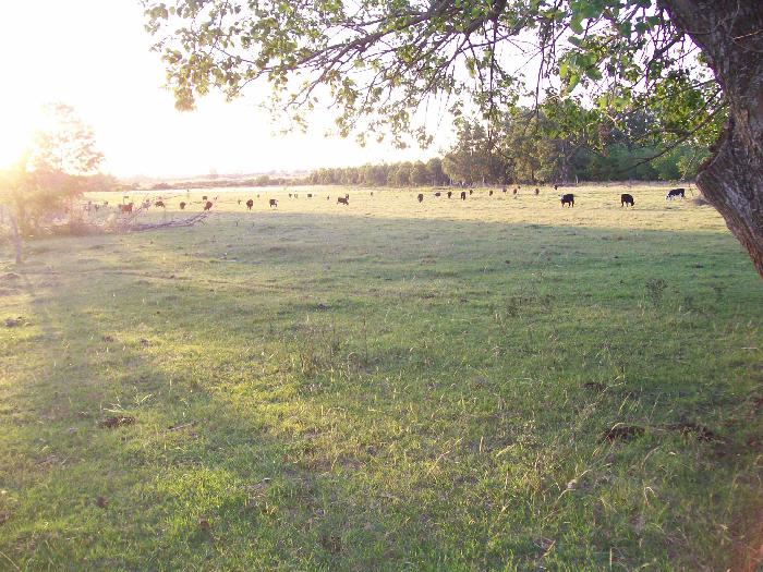 Campo en Venta en Colón, Colón, Entre Ríos - 4