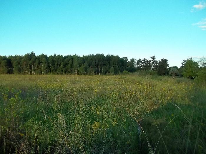 Campo en Venta en San José, Colón, Entre Ríos - 6