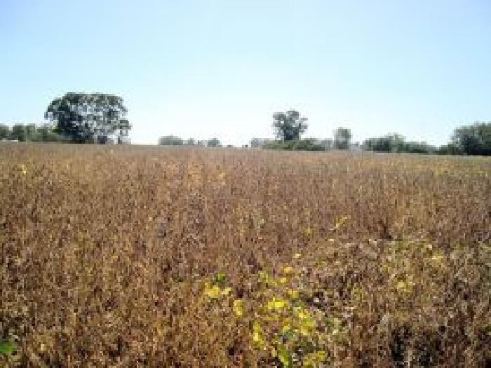 Campo en Venta en Las Flores - 7