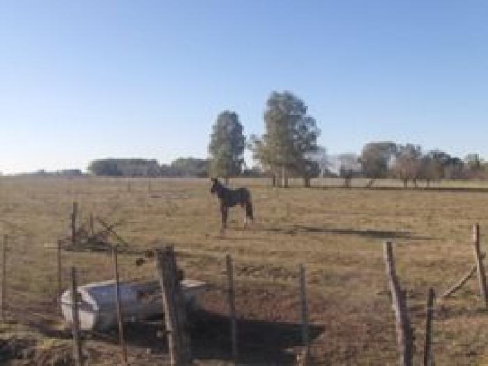 Chacra en venta - 4