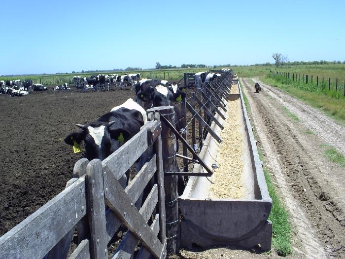 Campo en Lobos 150 has — foto 13