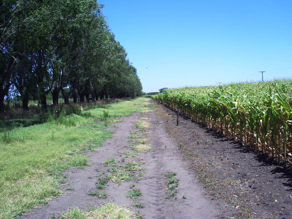 Campo en Rauch 216has - 1