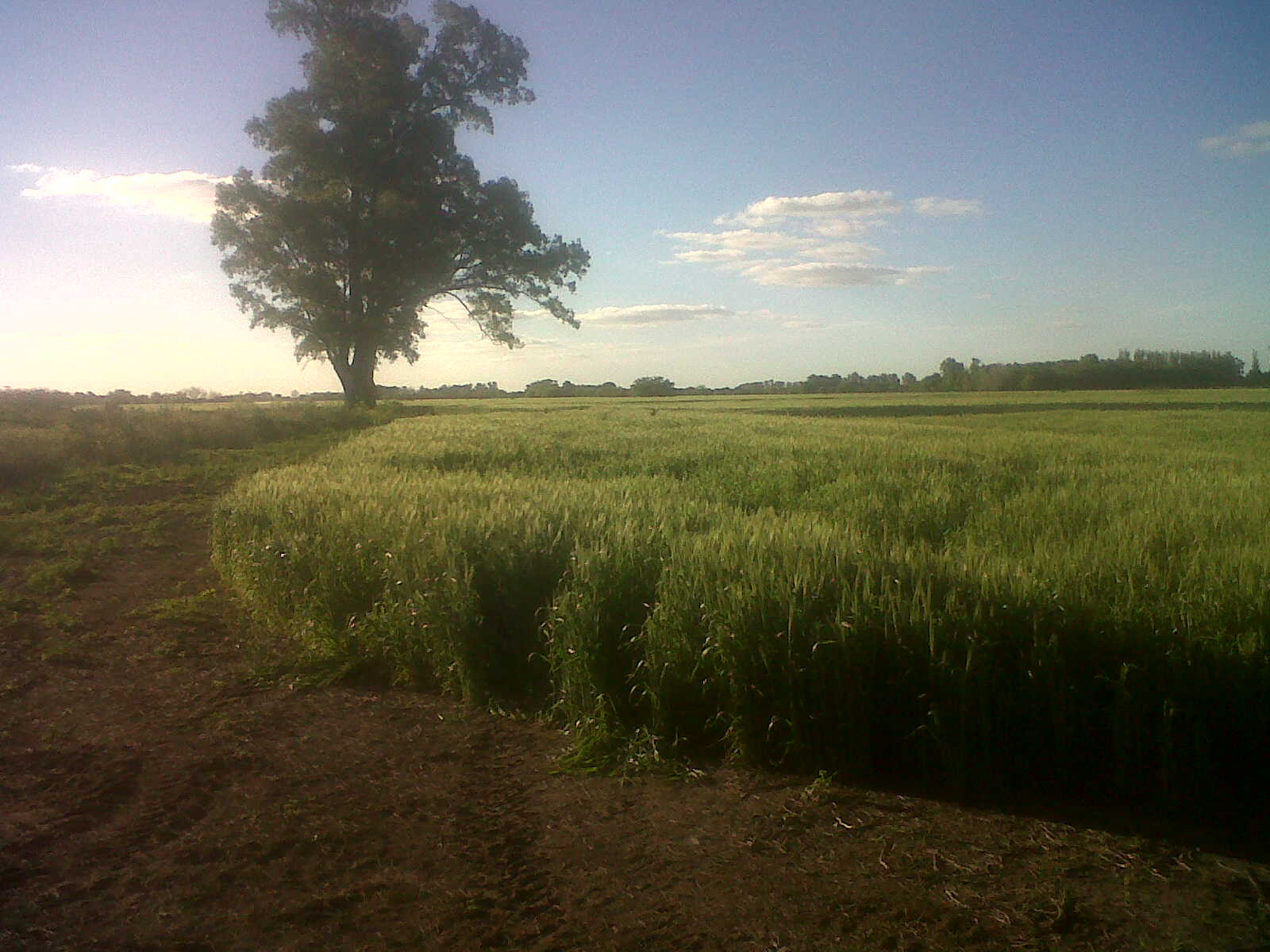 Campo 40 has en Lobos — foto 3