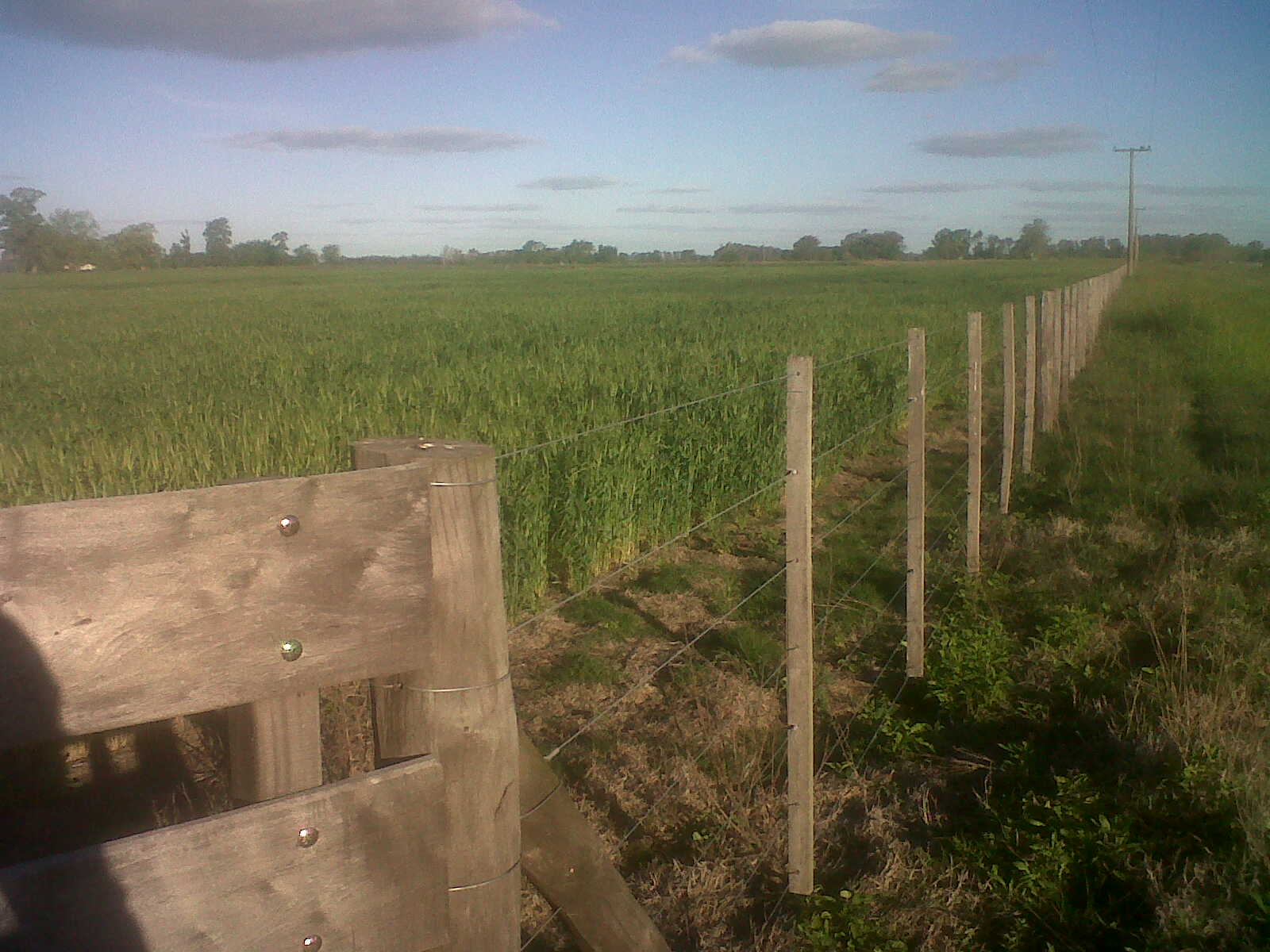 Campo 40 has en Lobos — foto 4