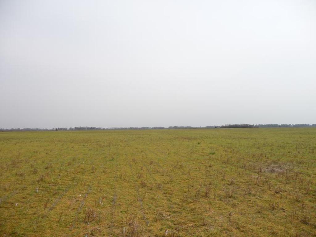 campo ganadero de cría - 1