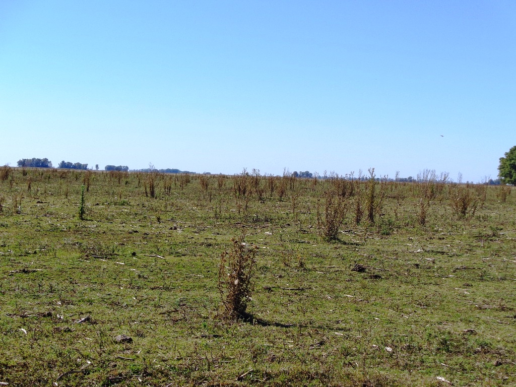 Campo Tapalque - 5