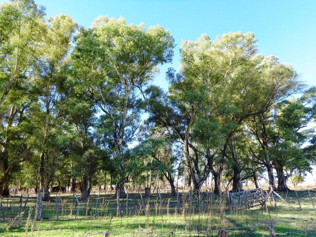 Campo Tapalque - 8