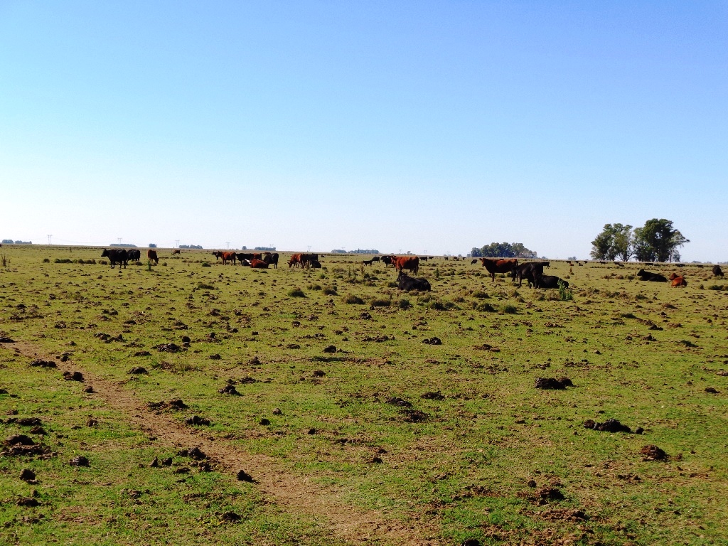 Campo Tapalque - 12