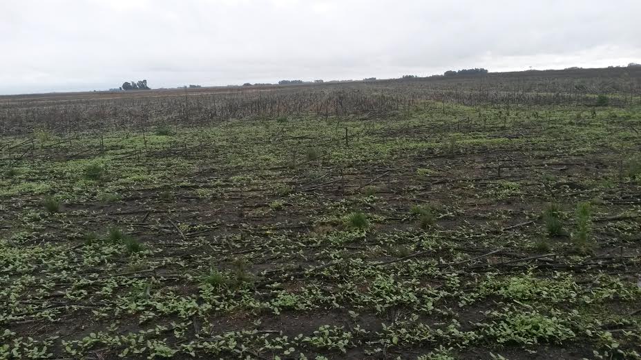 EXCELENTE CAMPO - 1