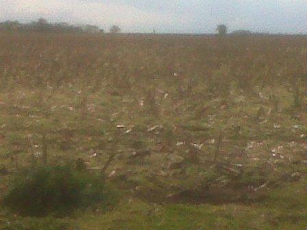 Campo en Rauch, 202 Has - 3