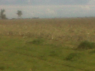 Campo en Rauch, 202 Has - 4