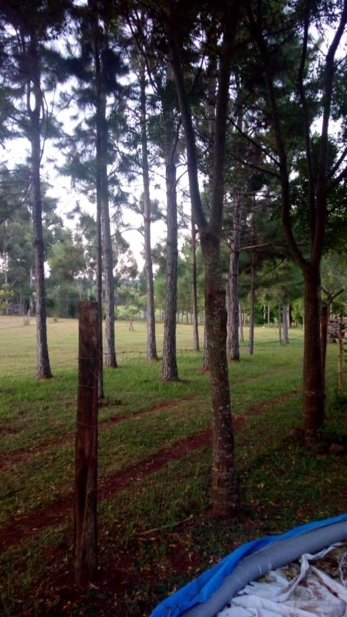 CAMPO MIXTO EN MISIONES. - 11